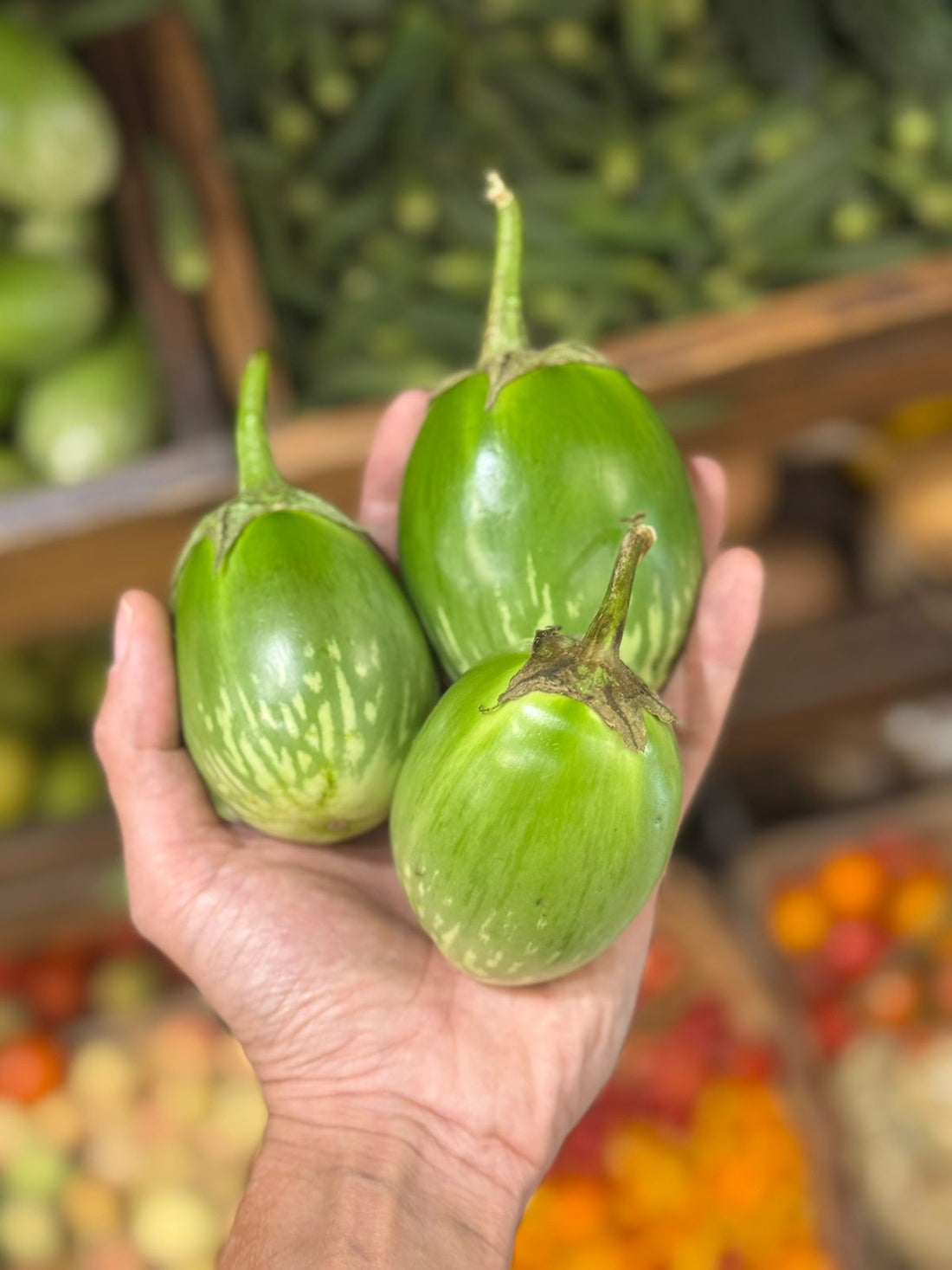 Baby Green Eggplant (Sonipat)- Brinjal Small  -No Synthetic Pesticides, Chemical-Free Fertilizers- Organically Grown- Cetified Organic