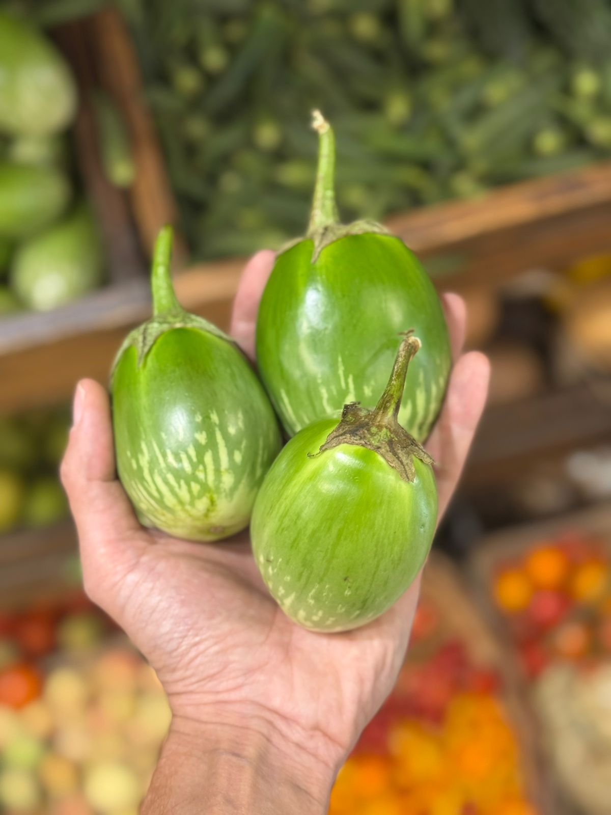 Baby Green Eggplant (Sonipat)- Brinjal Small  -No Synthetic Pesticides, Chemical-Free Fertilizers- Organically Grown- Cetified Organic