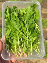 Leaves | Baby Green Mizuna ( Mustard Bite) - Locally Grown – Organically Grown - Nature&