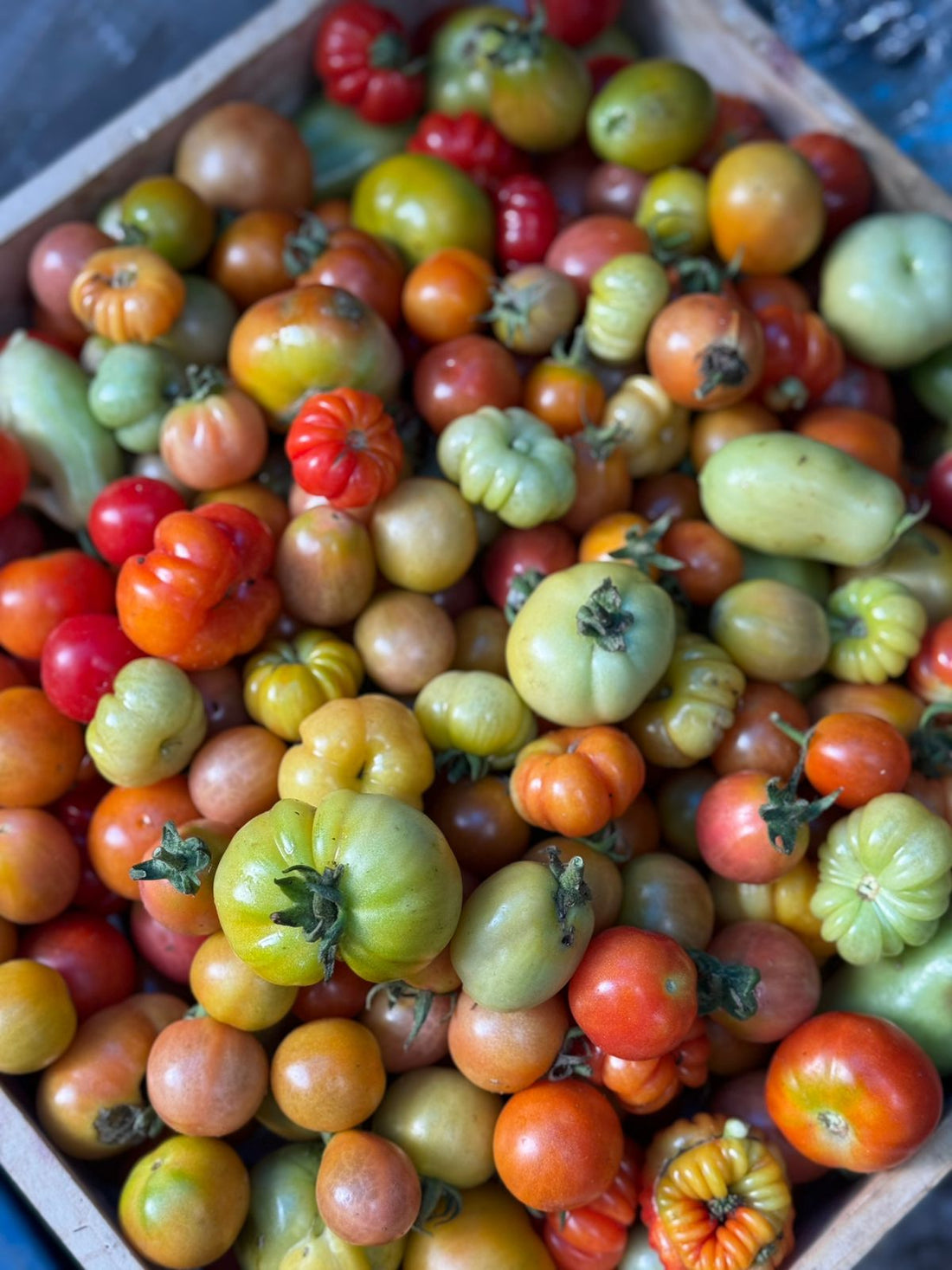 Tomatoes | Baby Heirloom Mix Tomatoes - Saharanpur Certified organic Land - Nature&
