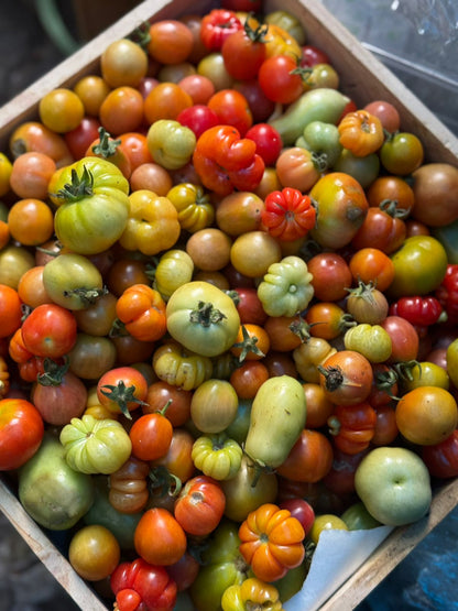 Tomatoes | Baby Heirloom Mix Tomatoes - Saharanpur Certified organic Land - Nature&