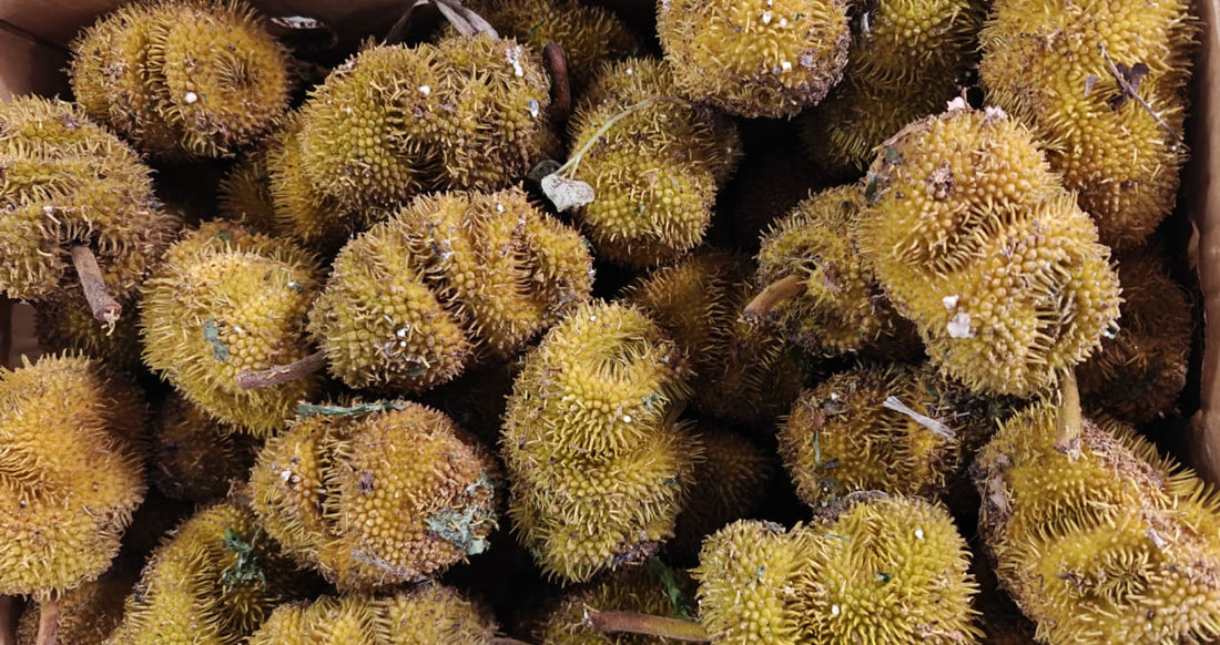 Jackfruit | Wild Jack Fruit - Aini Chakka - (Coimbatore)