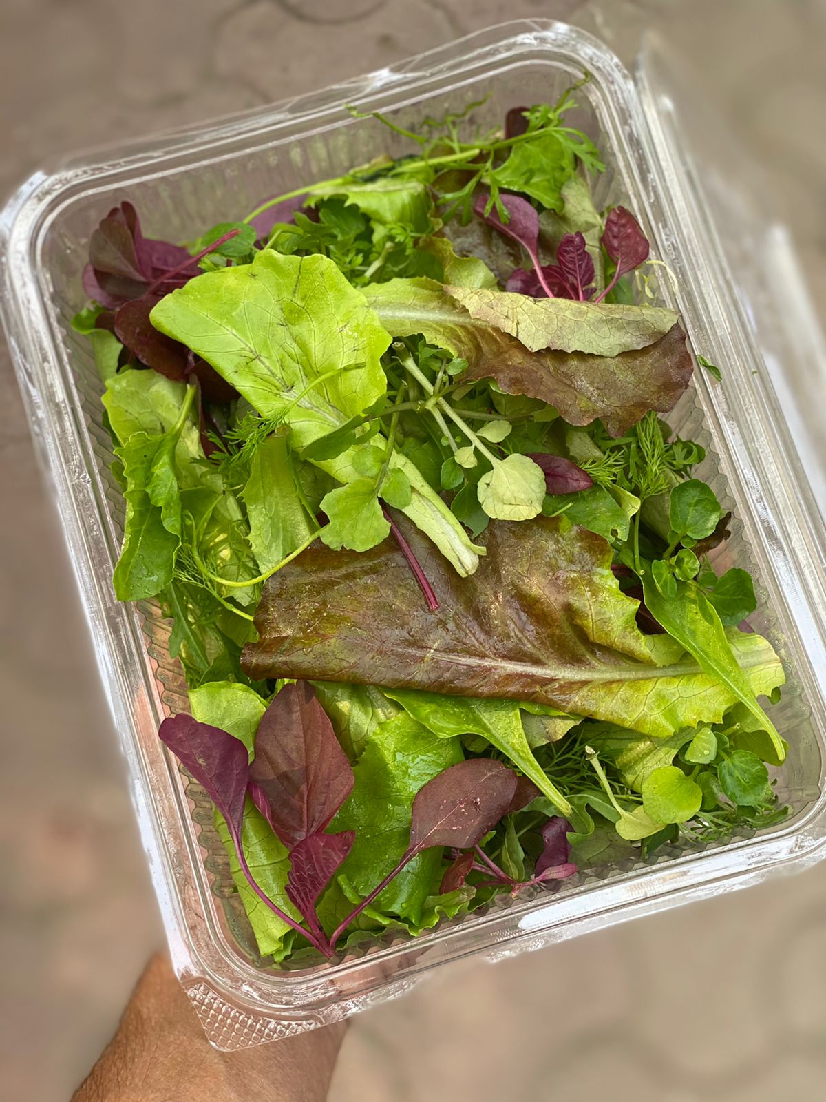 Baby Leaf Salad | Locally Grown – Organically Grown – 1 Box