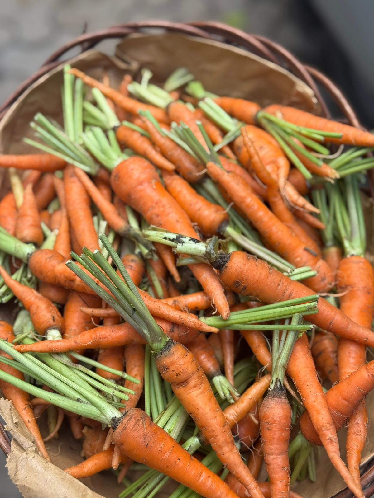 Carrot | Orange Baby Carrots - Organically Grown