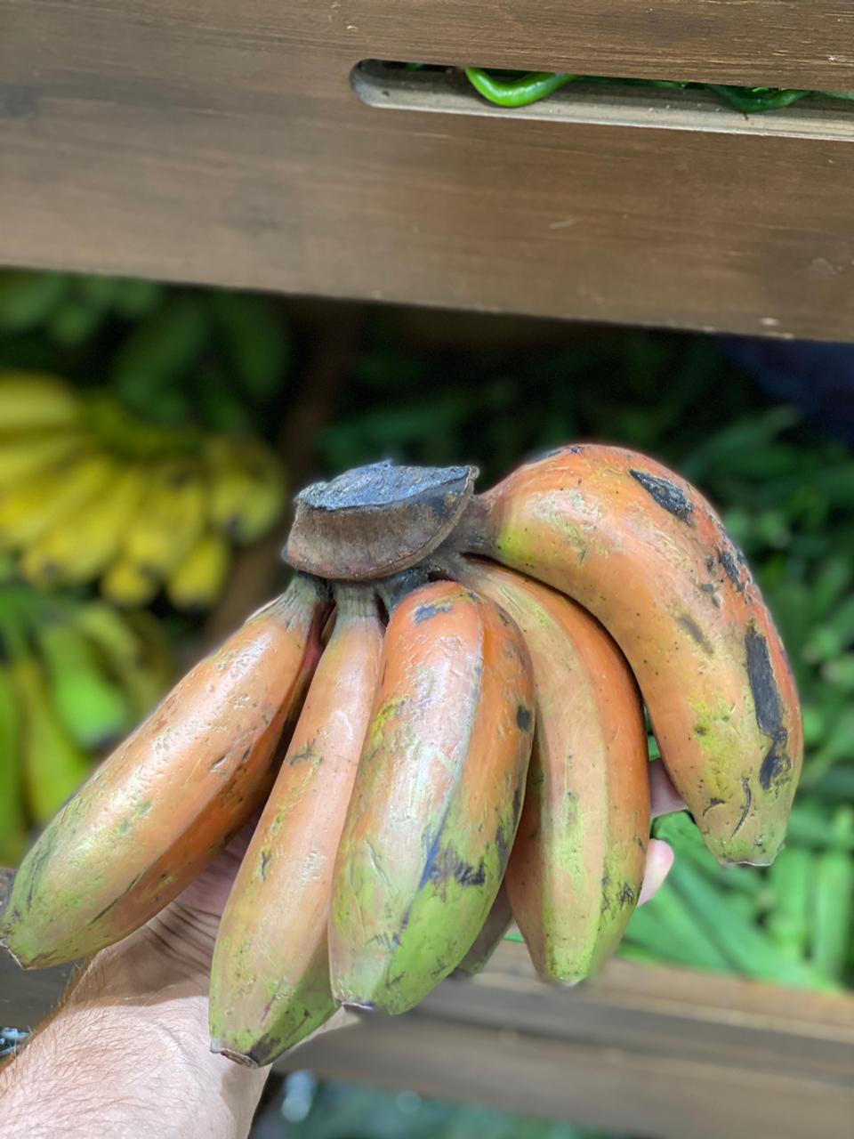 Banana | Red – (Kerala) – Rich Source Of Vitamin B6, Vitamin A, Folate, Vitamin C, Fibres, Magnesium, Potassium &amp; Carbohydrates – Organically Grown