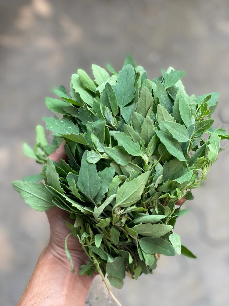 Bathua Leaves | (Sonipat) – Rich In Vitamins A, C &amp; B6 – Certified Organic