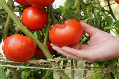 Beefsteak Heirlooms Tomatoes - Organically Grown - Nature&