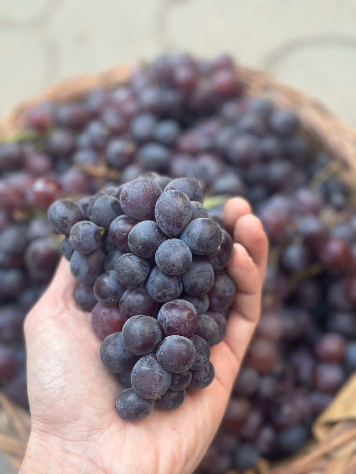 Grapes | Black Berry Grapes (With Seeds) - Sangli - Organically Grown