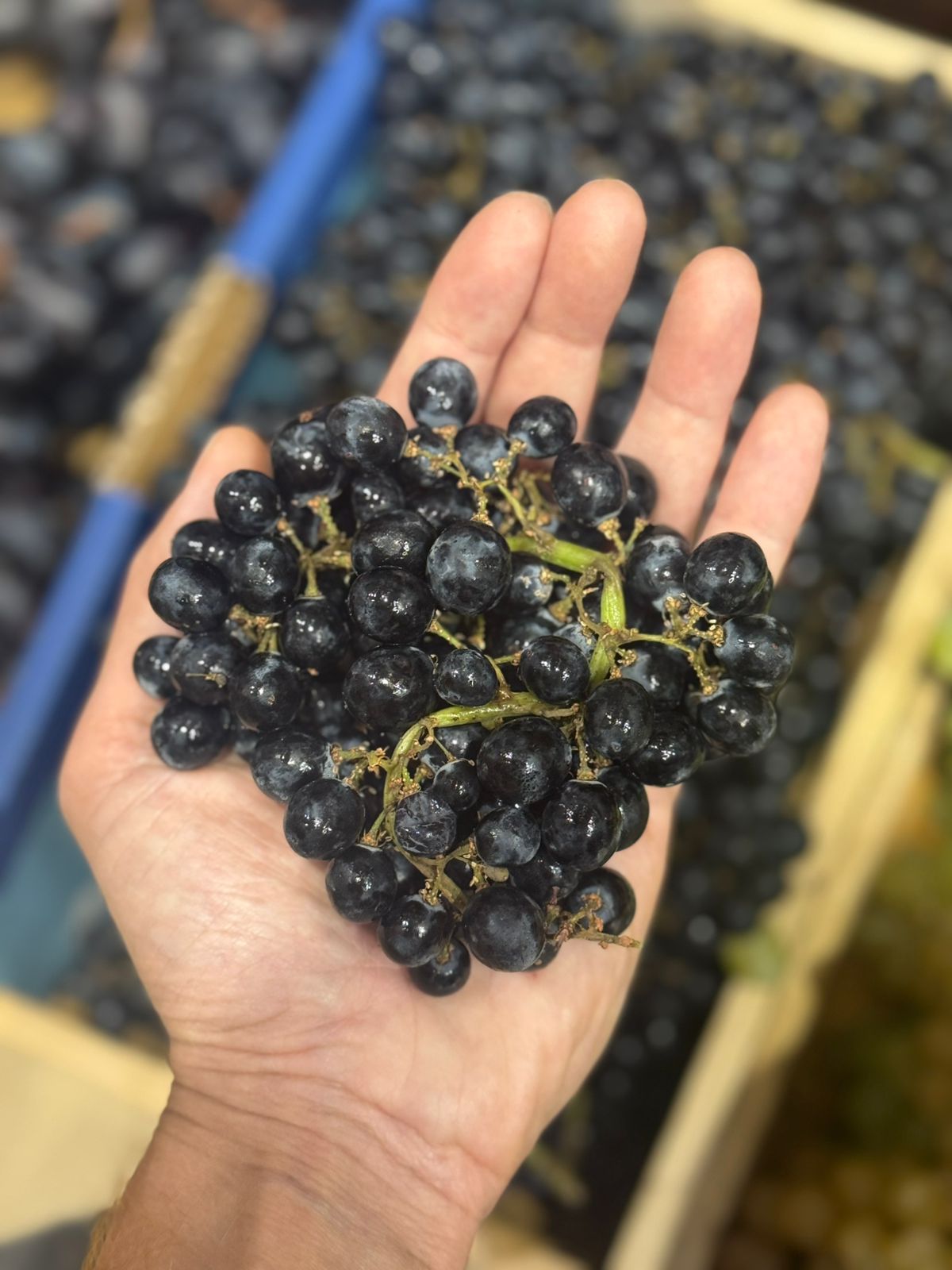 Grapes | Black Berry Grapes - Sangli - Organically Grown