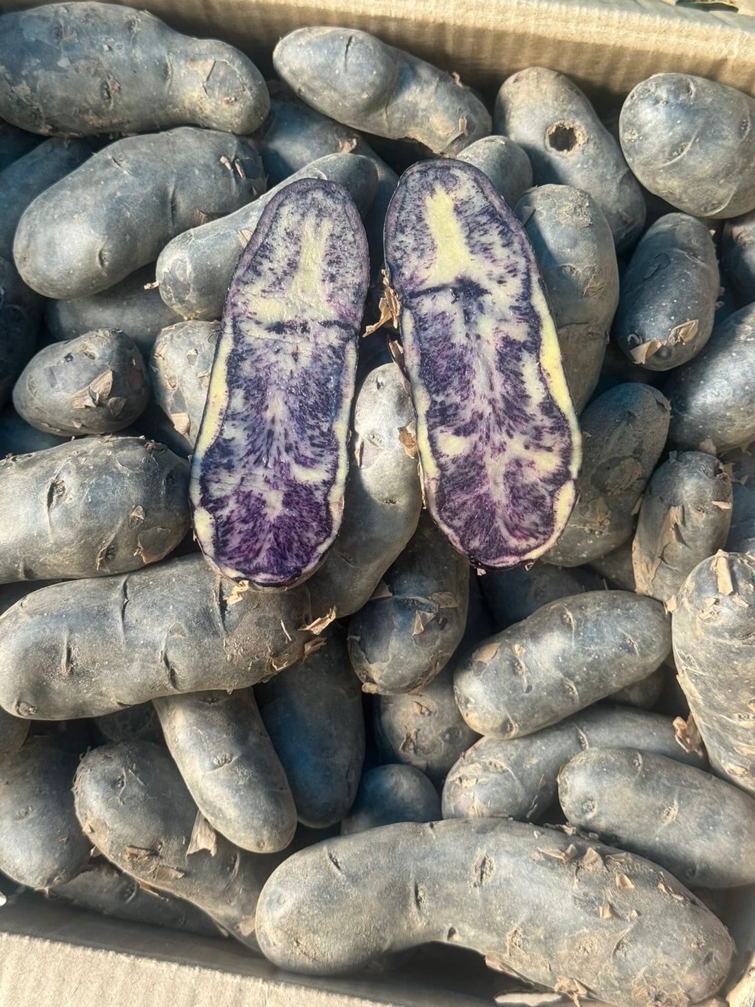 Potatoes | Black Congo Potatoes -100% Organically grown - Gourmet Purple Potatoes-Rich in Antioxidants