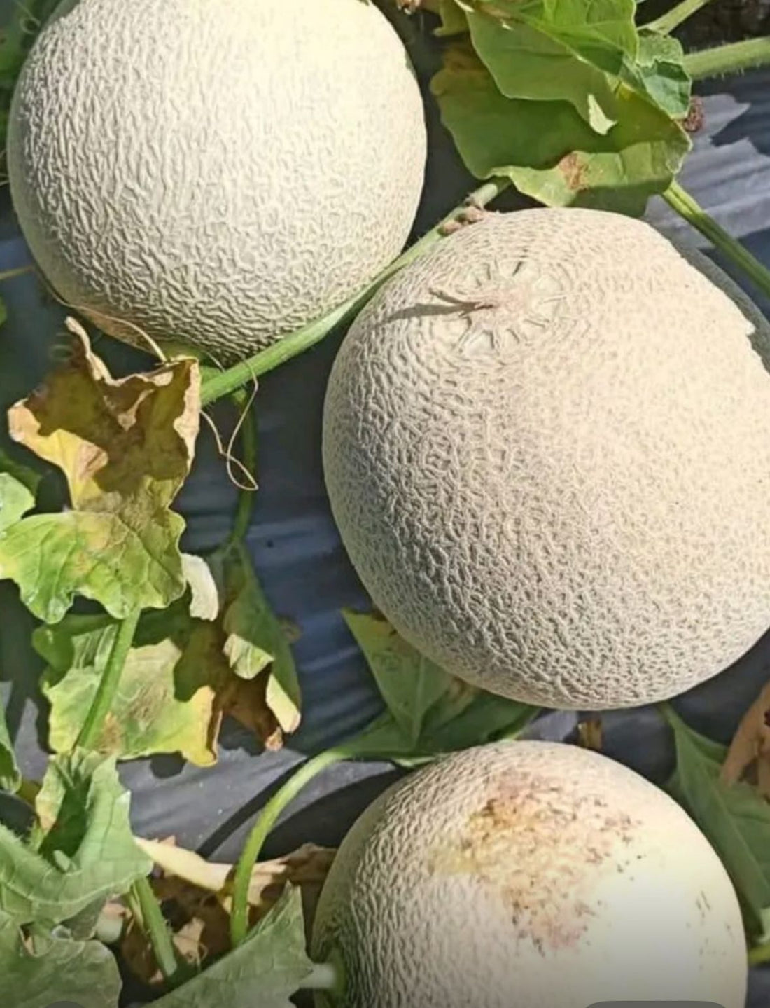 Muskmelon | Bobby Muskmelon - Nagpur - Organically Grown