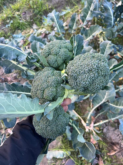 Broccoli (Himachal Pradesh) | Improves Bone Health, Rich In Vitamin C &amp; Reduces Risk Of Cancer - Certified Organic