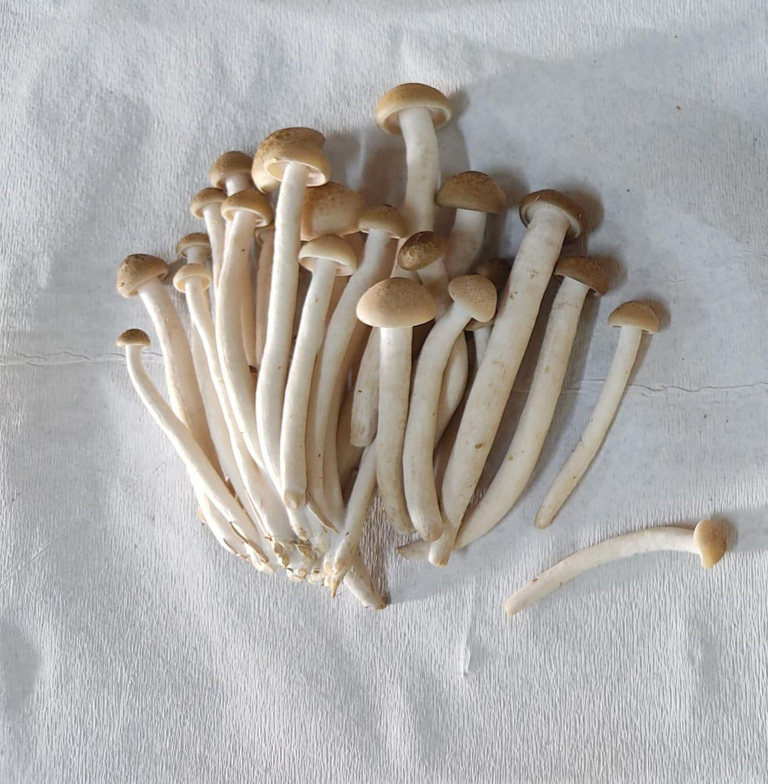 Mushroom | Brown Shimeji Mushroom - Natural Farming - Local Produce