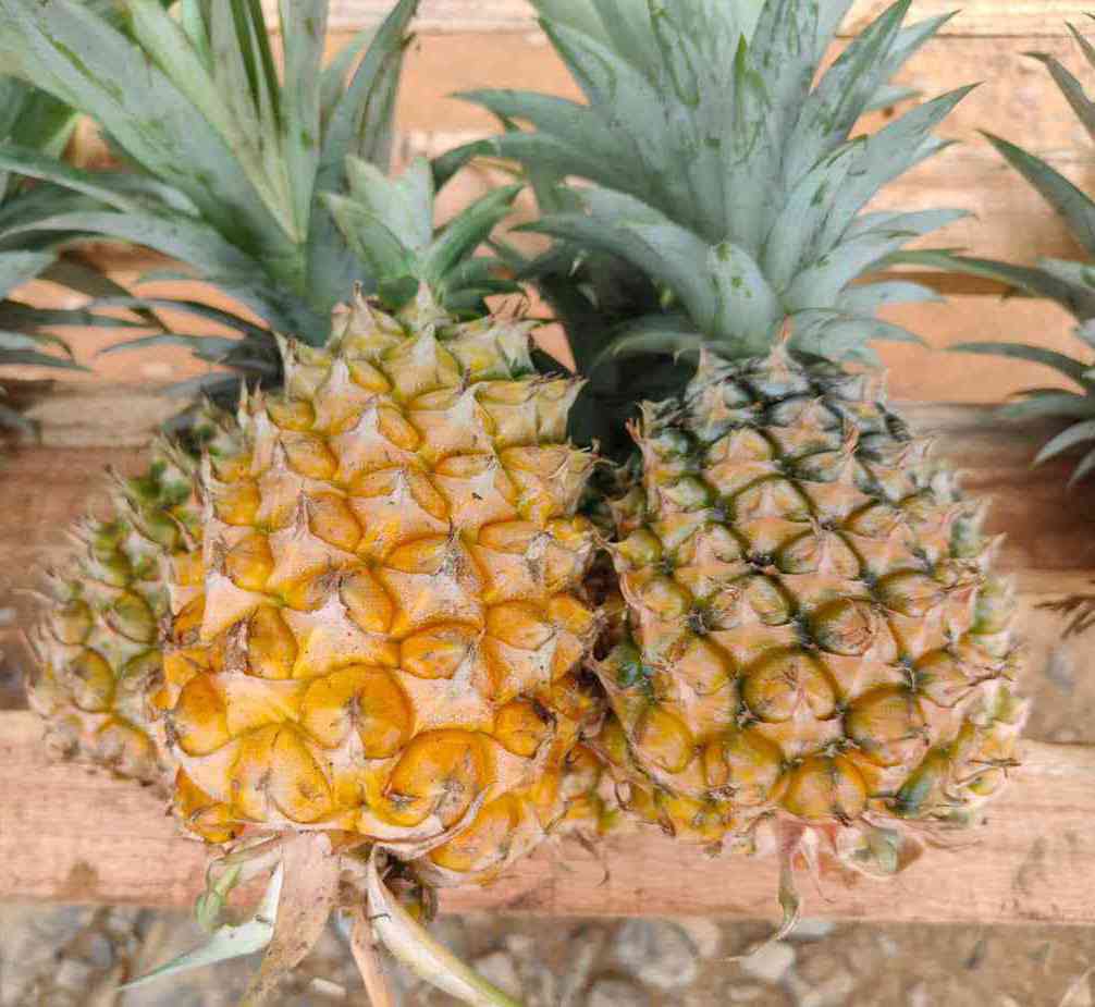 Pineapple | Queen Pineapple (Tripura) - Per Pcs