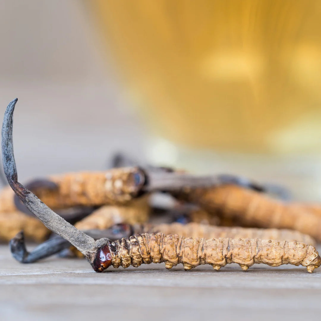 Cordyceps Sinenses | Stamina + Immunity + Libido + Adrenal Health - Vegan & Insects Free - Alchemy Dose - 5gm