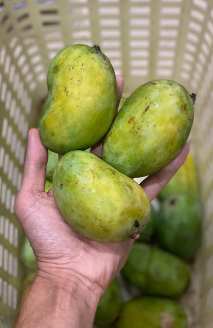 Mango | Chausa Mango (Uttar Pradesh) – Naturally Ripened &amp; Carbide Free – Certified Organic
