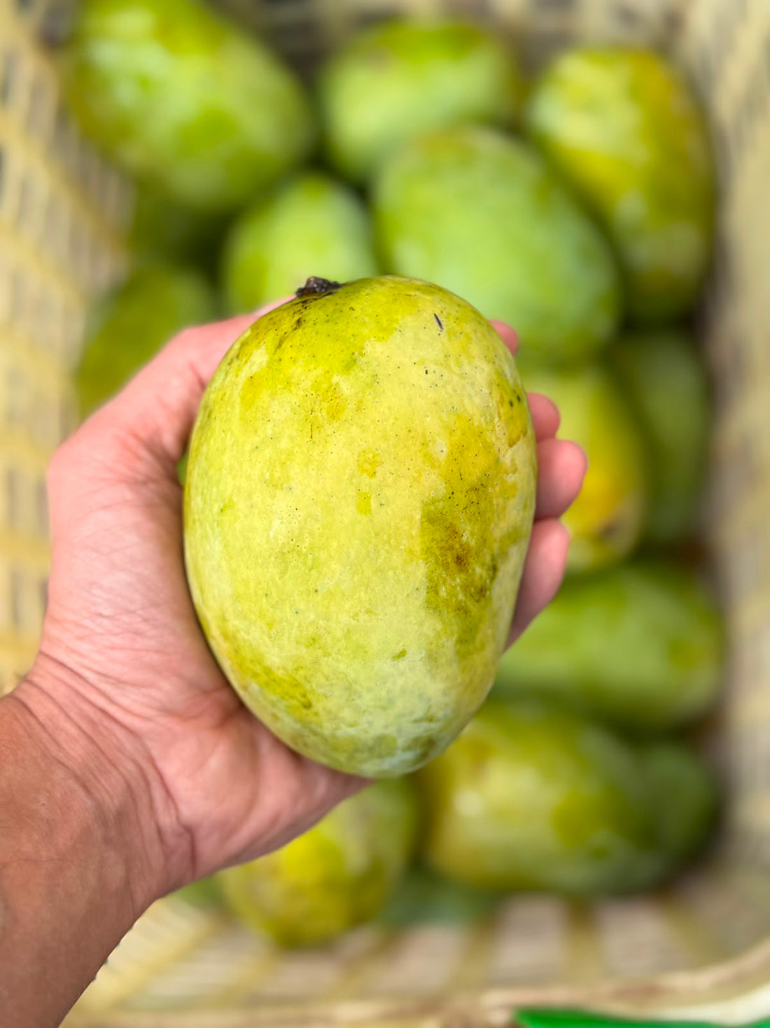 Mango | Chausa Mango (Uttar Pradesh) – Naturally Ripened & Carbide Free – Certified Organic