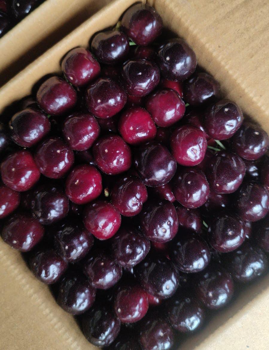 Cherry | (Himachal Pradesh) - Organically Grown