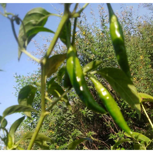 Chilli Pickle | Green - Organic - Himalaya 2 Home - 300gm