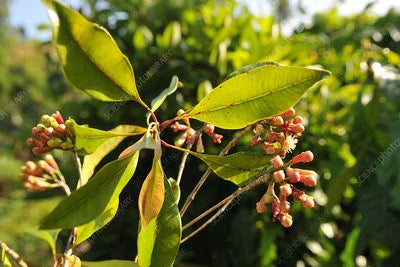 Clove Bud Essential Oil (Szygium Aromaticum) - Natural - Indian Meraki Essentials – 10ml
