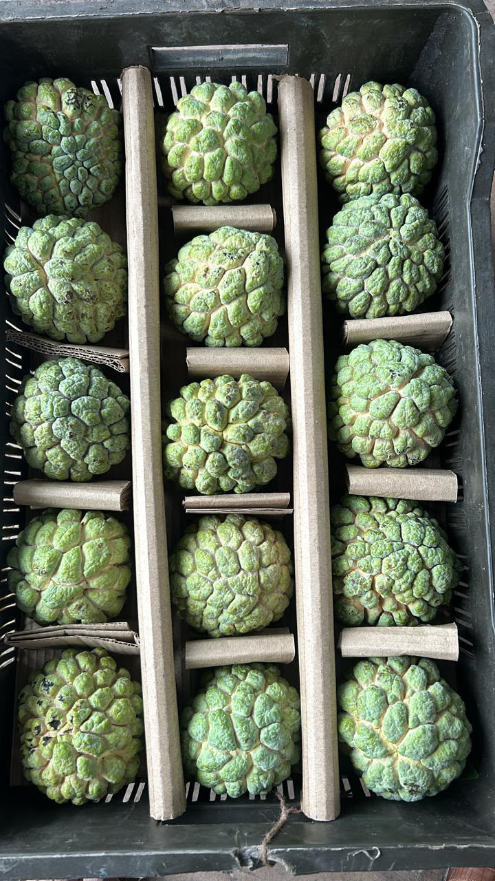 Custard Apple (Sharifa) from Pune- Natural Farming