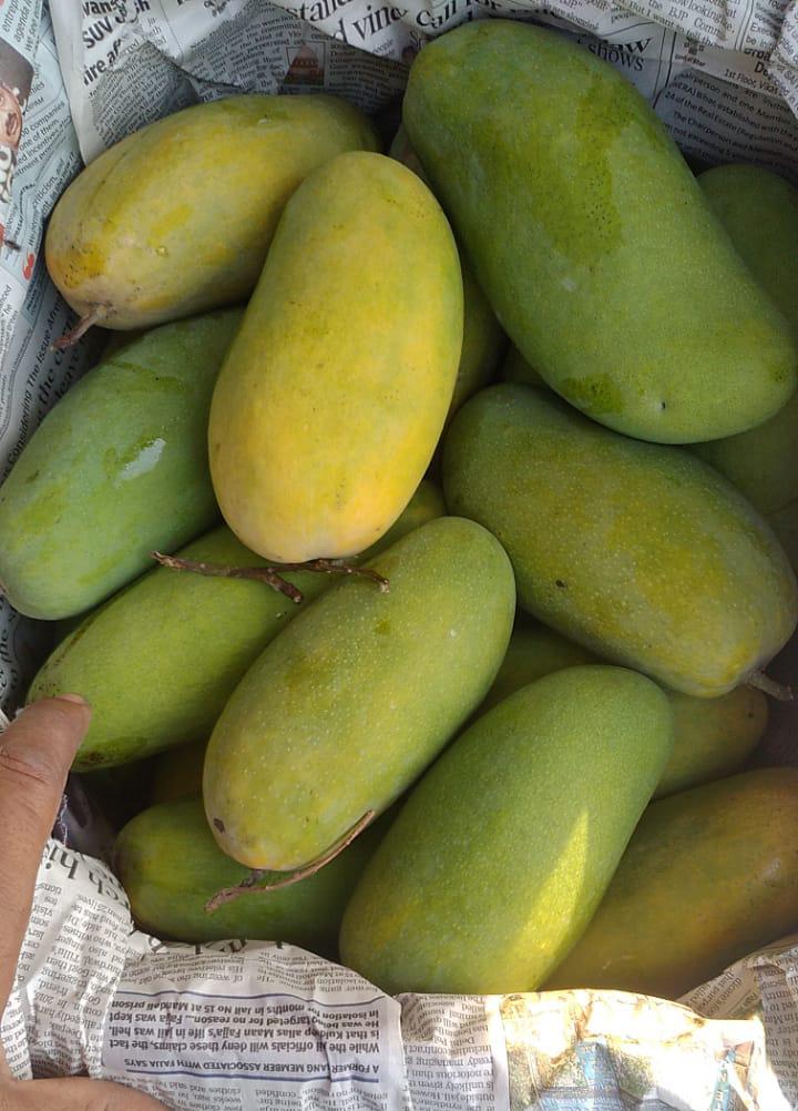 Dasheri Mango| Badshahi Bagh (Saharanpur) – Carbide Free &amp; Naturally Ripened – Organically Grown