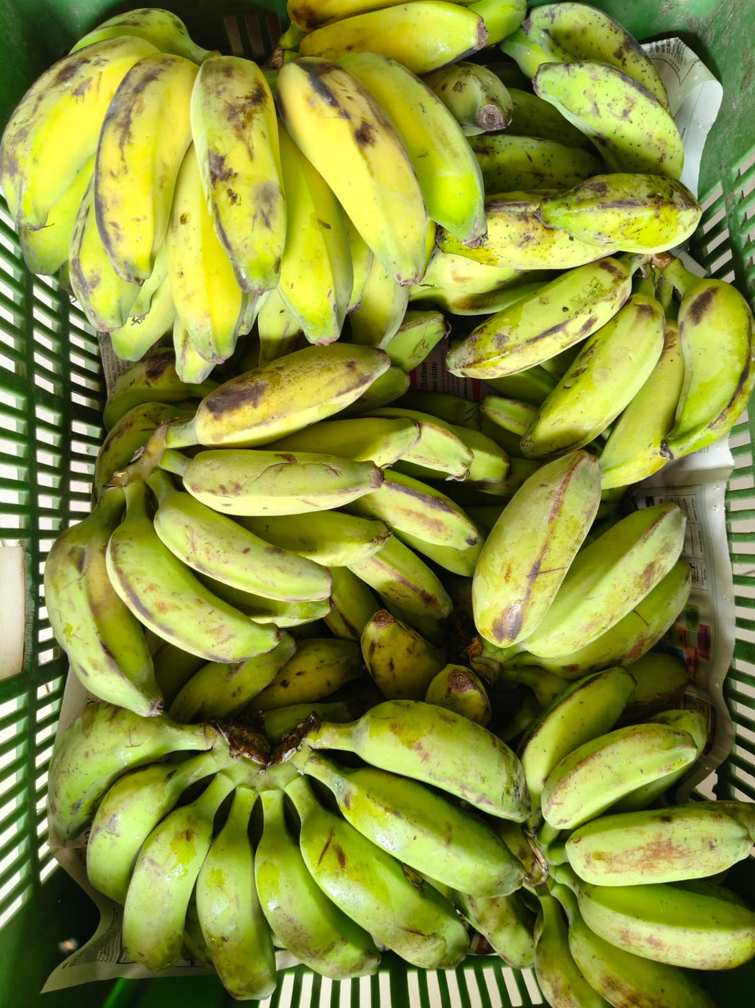 Banana | Desi Rajapuri Bananas – Chemical-Free &amp; Nutrient-Rich - Organically Grown