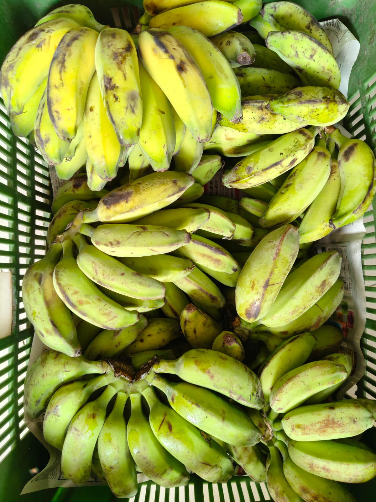 Banana | Desi Rajapuri Bananas – Chemical-Free &amp; Nutrient-Rich - Organically Grown