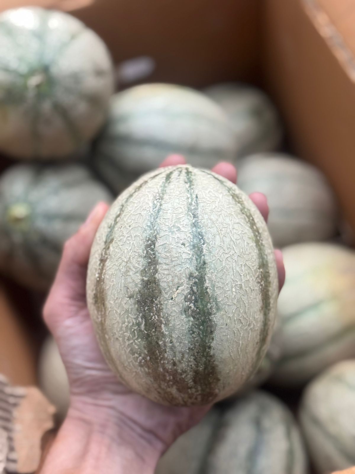 Muskmelon | Dharidhar Muskmelon - Nagpur - Organically Grown