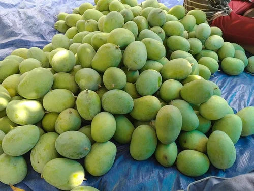 Mango | Fazli Mango (Bihar)- Organically Grown - Pesticide-Free &amp; Naturally Ripened-Certified Organic
