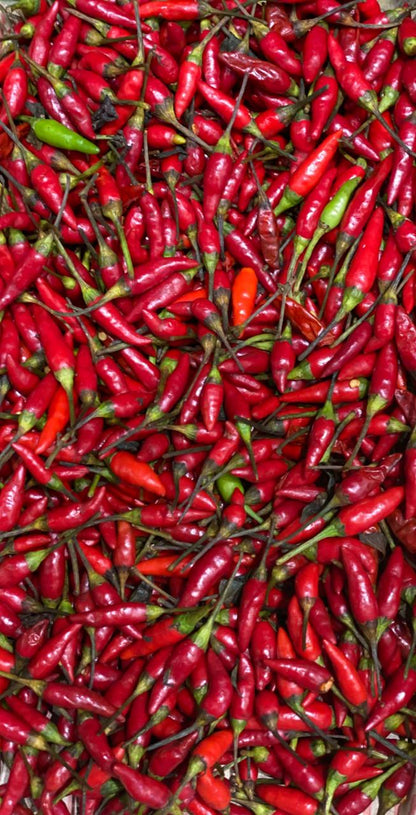 Chilli | Bird&