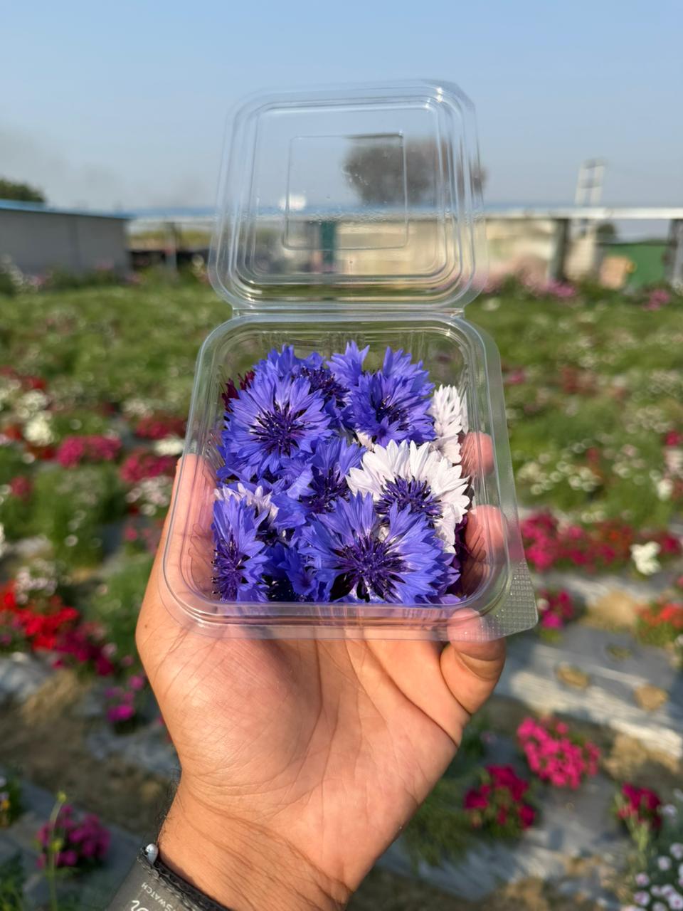 Fresh Edible Cornflowers - Blue &amp; White Bachelor&