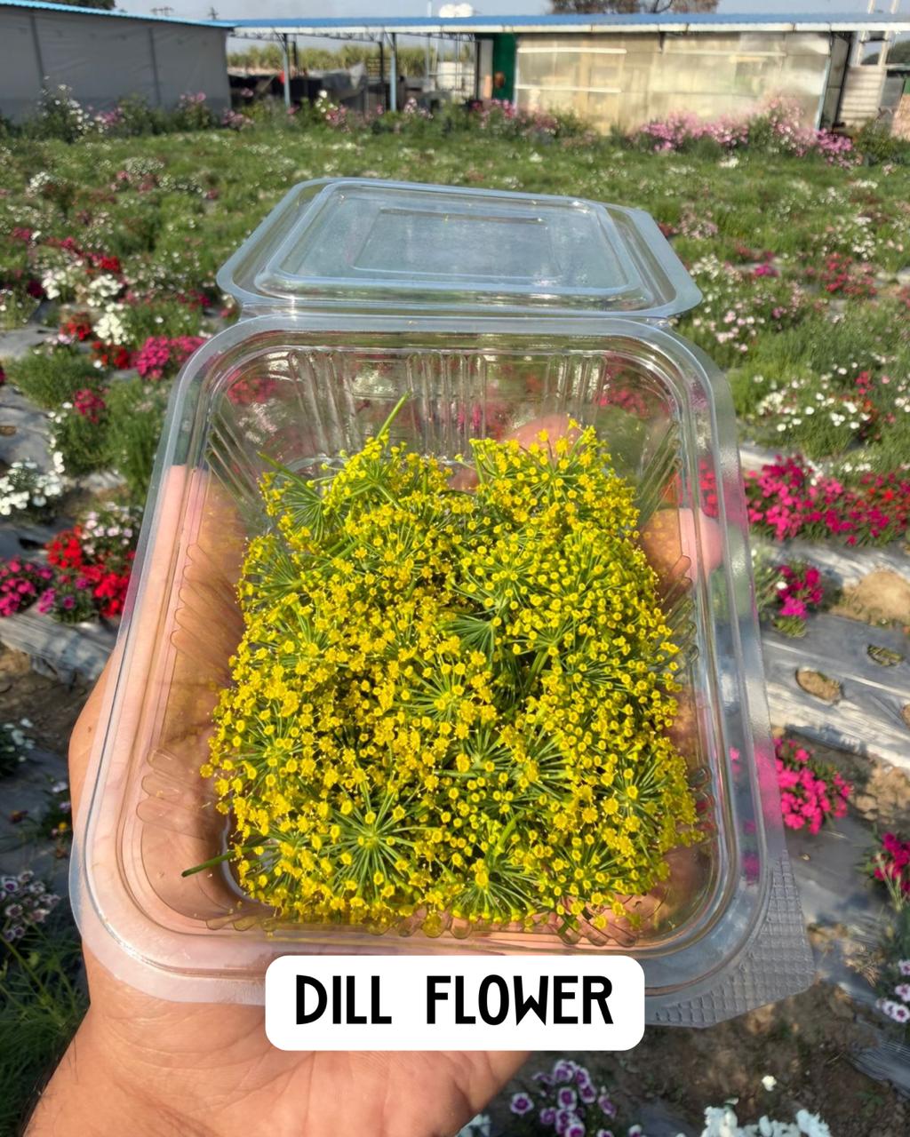 Fresh Edible Dill Flower - Premium Culinary Garnish -Yellow Edible Dill Flowers - 100% Natural &amp; Herbaceous Garnish - Edible Flowers - 26gm, Box (30-40 pcs)