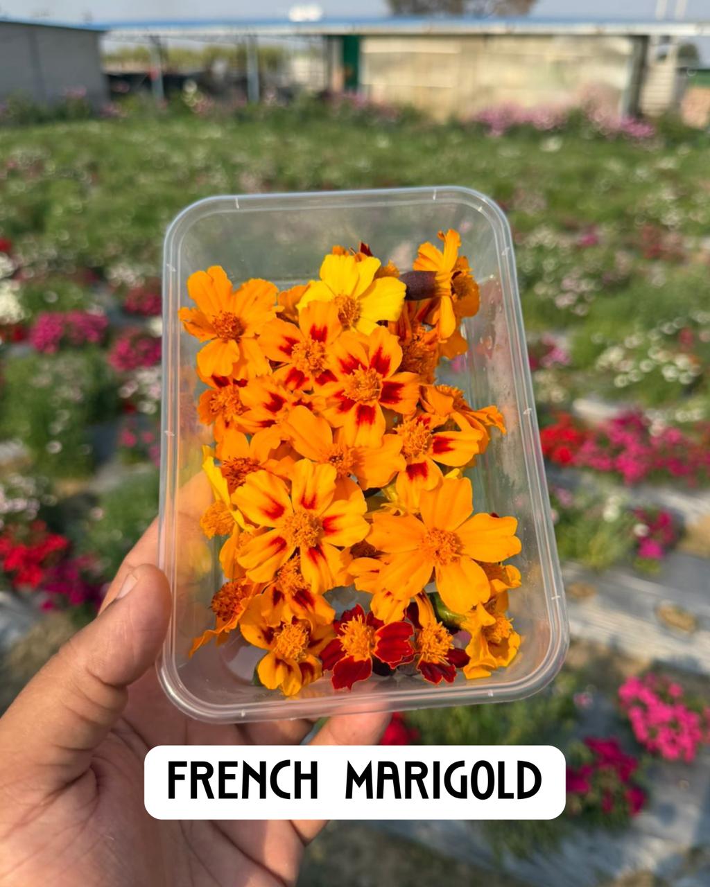 Fresh Edible French Marigold Flower - Premium Culinary Garnish -Colorful Floral Garnish for Cakes &amp; Cocktails - Edible Flowers - 26gm, Box (30-40 pcs)