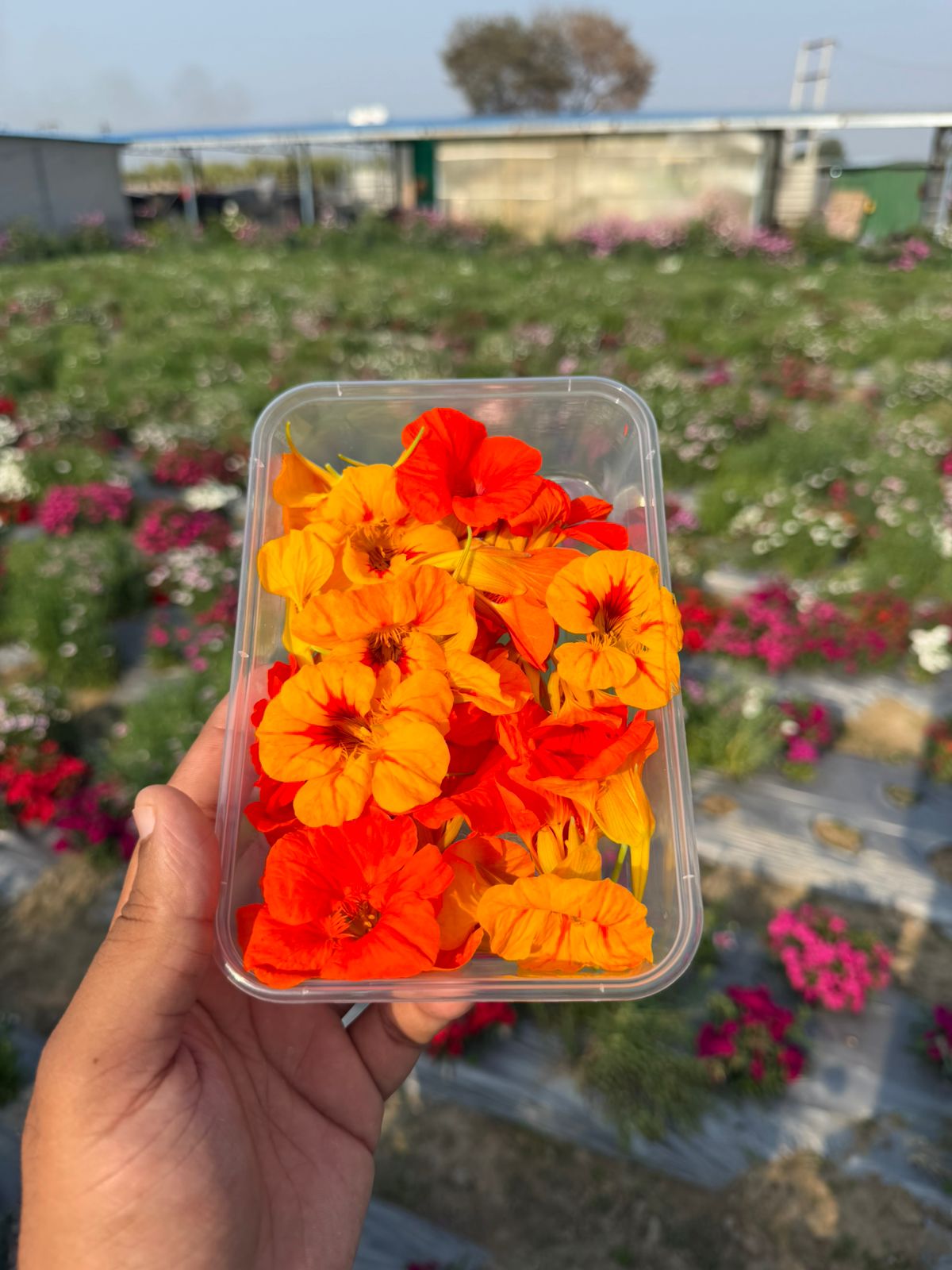 Fresh Edible Nasturtium Flowers (Orange &amp; Yellow) - Gourmet Garnishes for Salads &amp; Cakes - Tropaeolum majus - Edible Flowers - Box