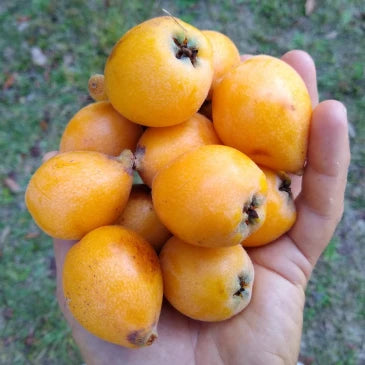 Loquats - Sweet &amp; Tangy – Organically Grown