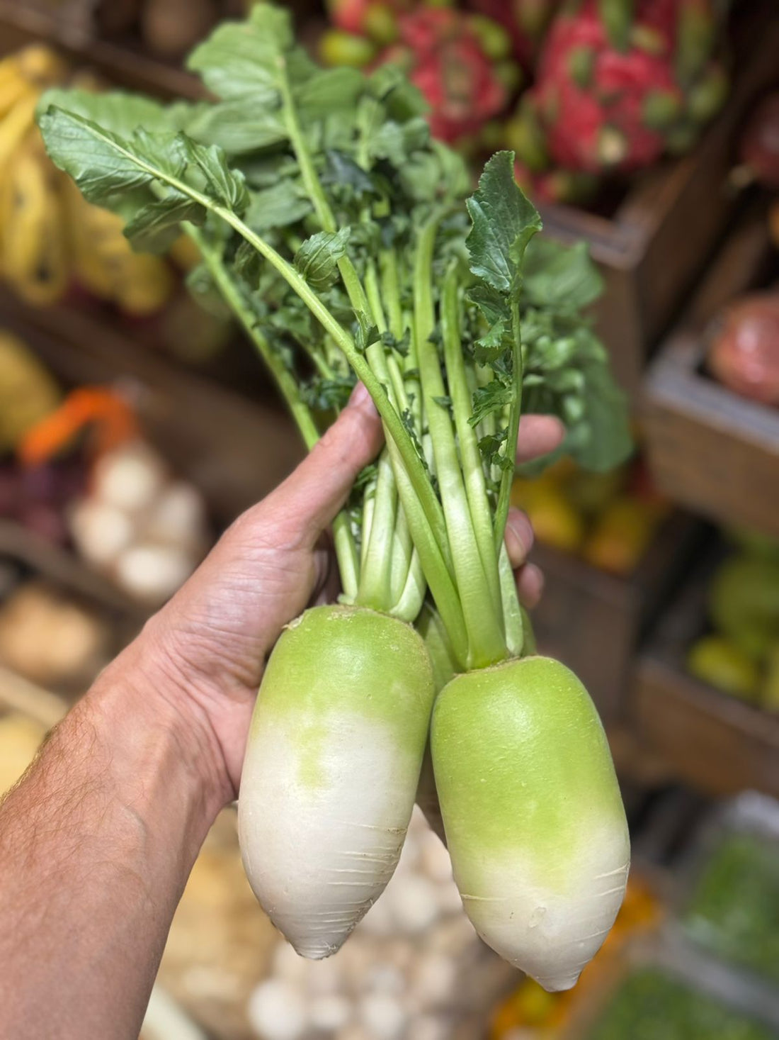 Daikon Radish | Organically Grown - 1 Piece