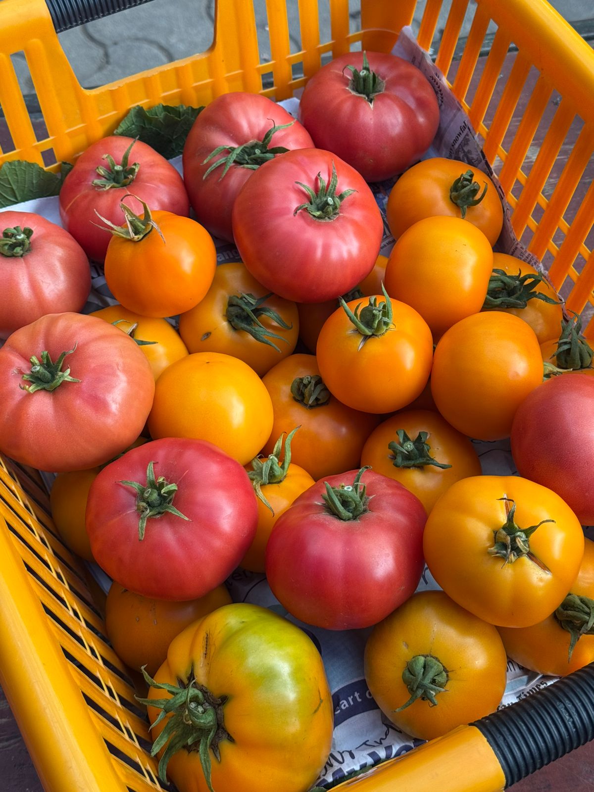 Heirloom Tomatoes - Organically Grown - Nature&