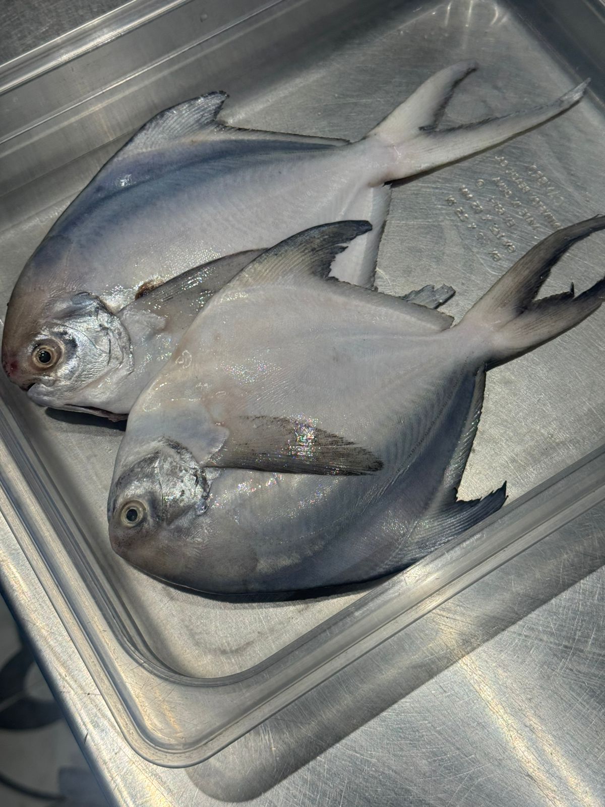 Fresh Pomfret | Clean Inside (Andhra Sea water) - No Antibiotics And Hormone Free - Nature’s Soul