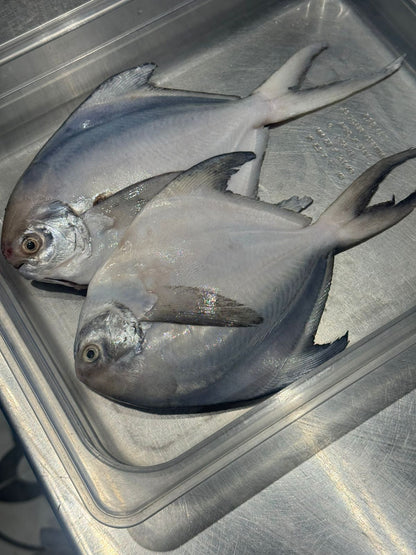 Fresh Pomfret | Clean Inside (Andhra Sea water) - No Antibiotics And Hormone Free - Nature’s Soul