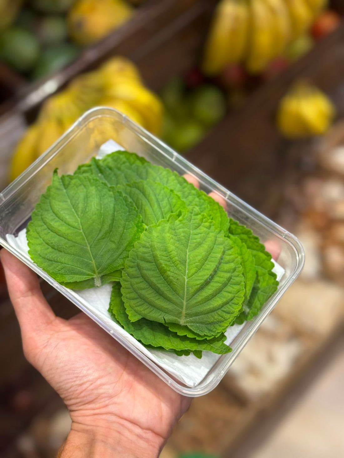 Leaves| Fresh  Shiso Leaves  (Japanese Perilla) - No Chemical &amp; Pesticide - Natural Grown-Per Box