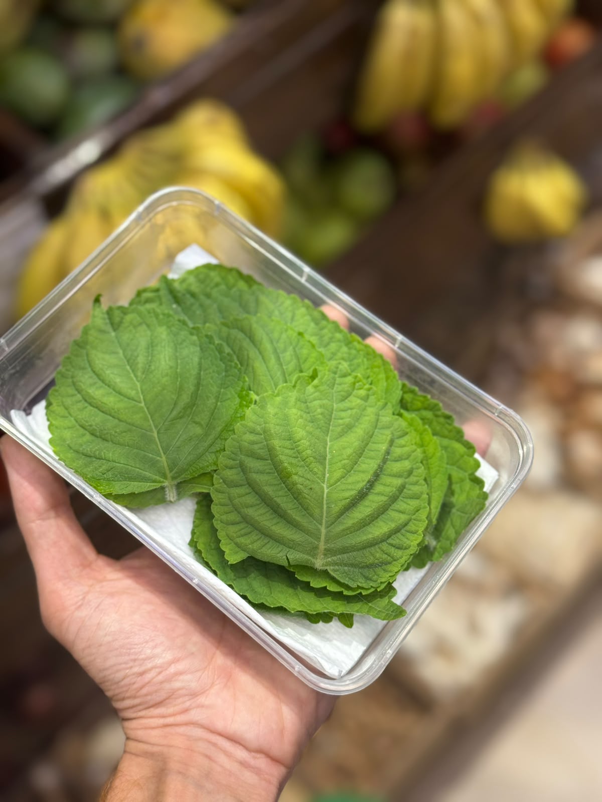 Leaves| Fresh  Shiso Leaves  (Japanese Perilla) - No Chemical &amp; Pesticide - Natural Grown-Per Box