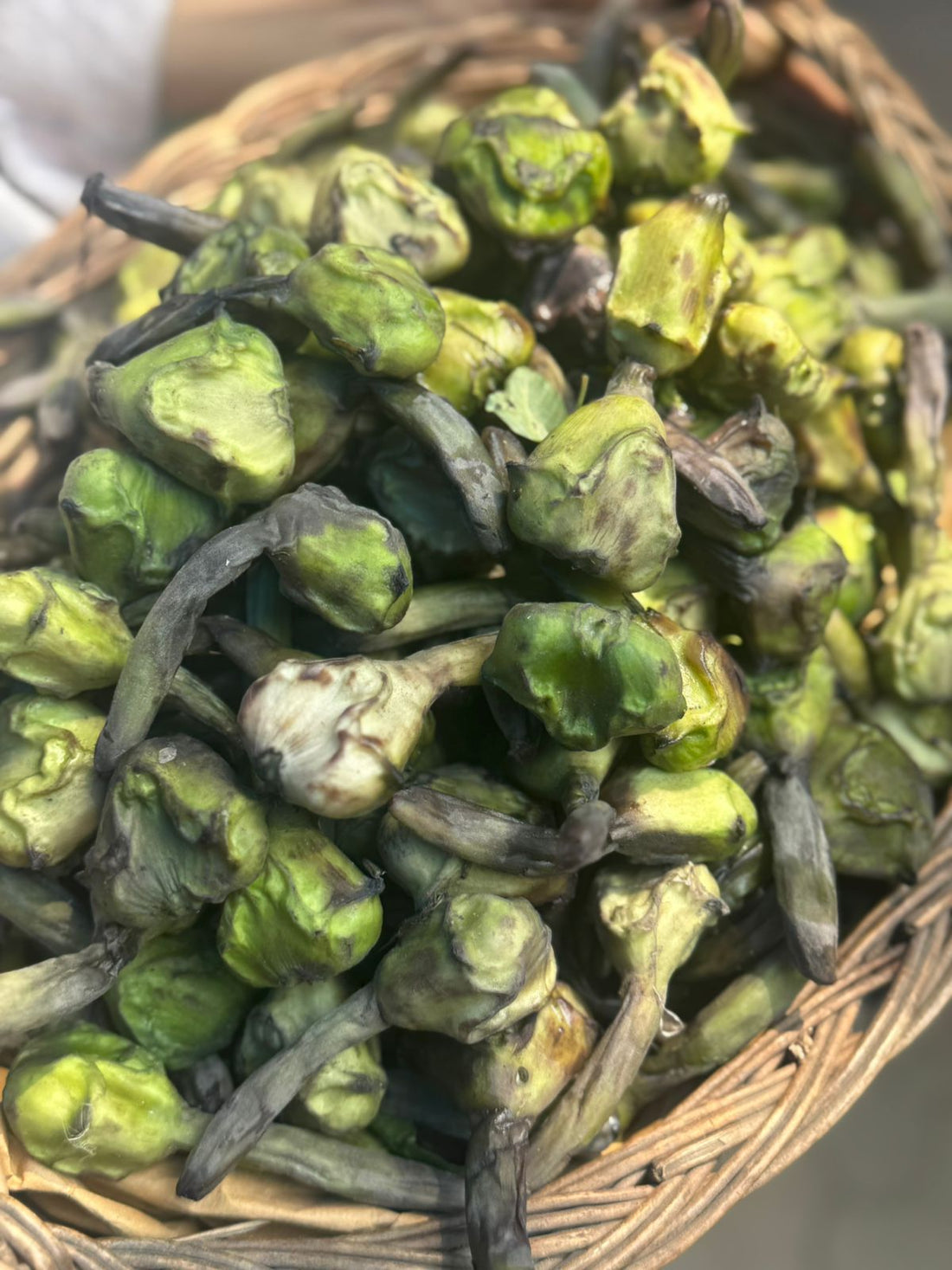 Fresh Singharas | Chestnut - Natural Farming