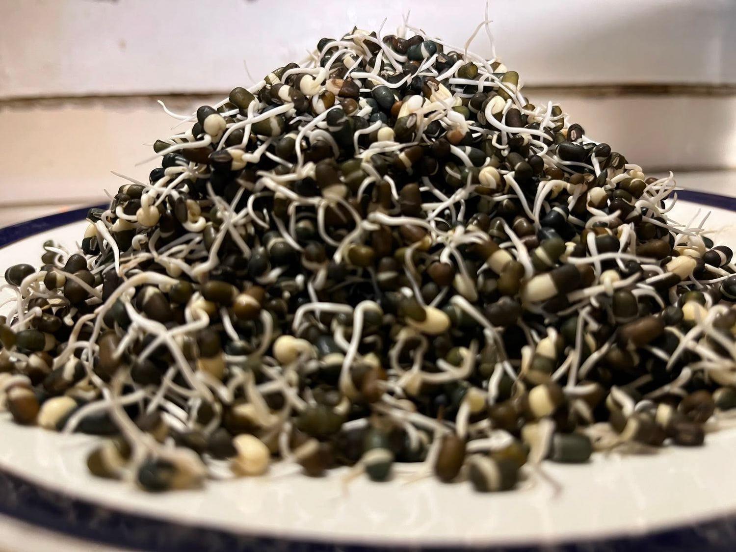Sprouts | Urad Lentil Sprouts - Whole Black Gram Sprouts- Organically Grown &amp; Nutrient Dense- 150gm