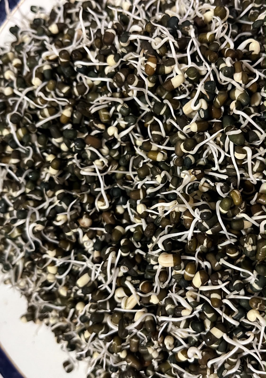 Sprouts | Urad Lentil Sprouts - Whole Black Gram Sprouts- Organically Grown &amp; Nutrient Dense- 150gm