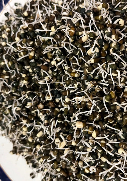 Sprouts | Urad Lentil Sprouts - Whole Black Gram Sprouts- Organically Grown &amp; Nutrient Dense- 150gm
