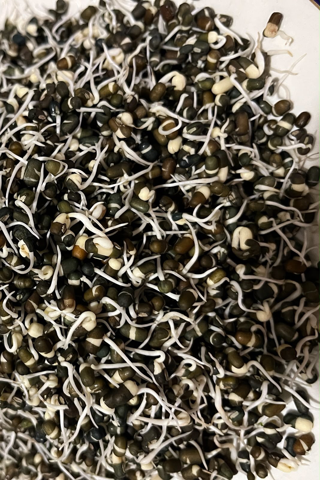 Sprouts | Urad Lentil Sprouts - Whole Black Gram Sprouts- Organically Grown &amp; Nutrient Dense- 150gm