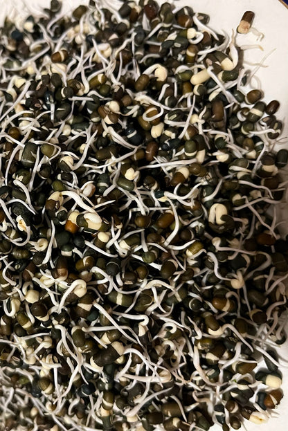 Sprouts | Urad Lentil Sprouts - Whole Black Gram Sprouts- Organically Grown &amp; Nutrient Dense- 150gm