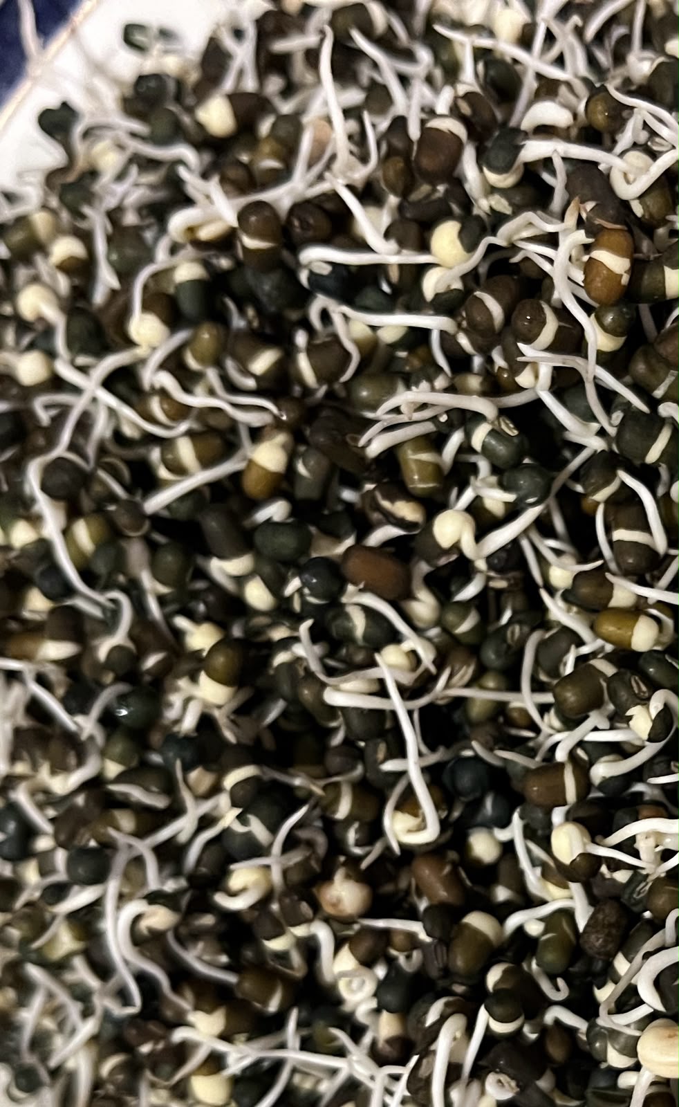 Sprouts | Urad Lentil Sprouts - Whole Black Gram Sprouts- Organically Grown &amp; Nutrient Dense- 150gm