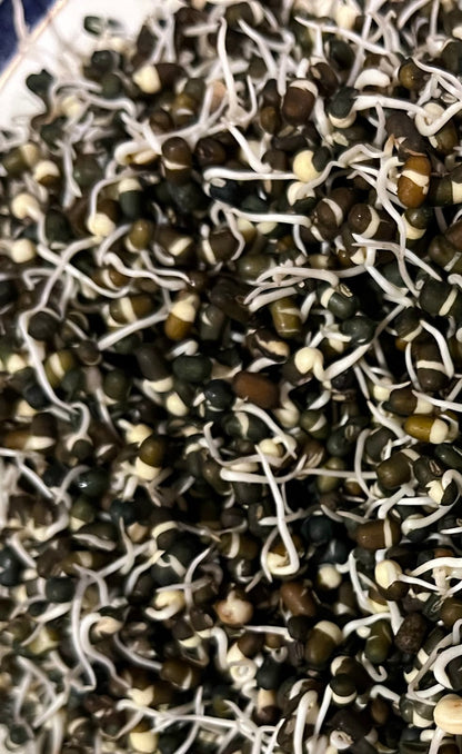 Sprouts | Urad Lentil Sprouts - Whole Black Gram Sprouts- Organically Grown &amp; Nutrient Dense- 150gm